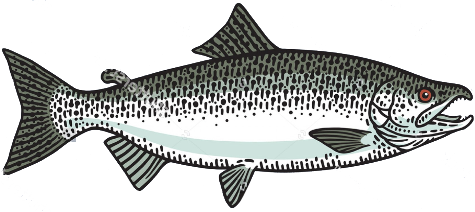 chinook-king-salmon-fish-toronto-fishing-charter