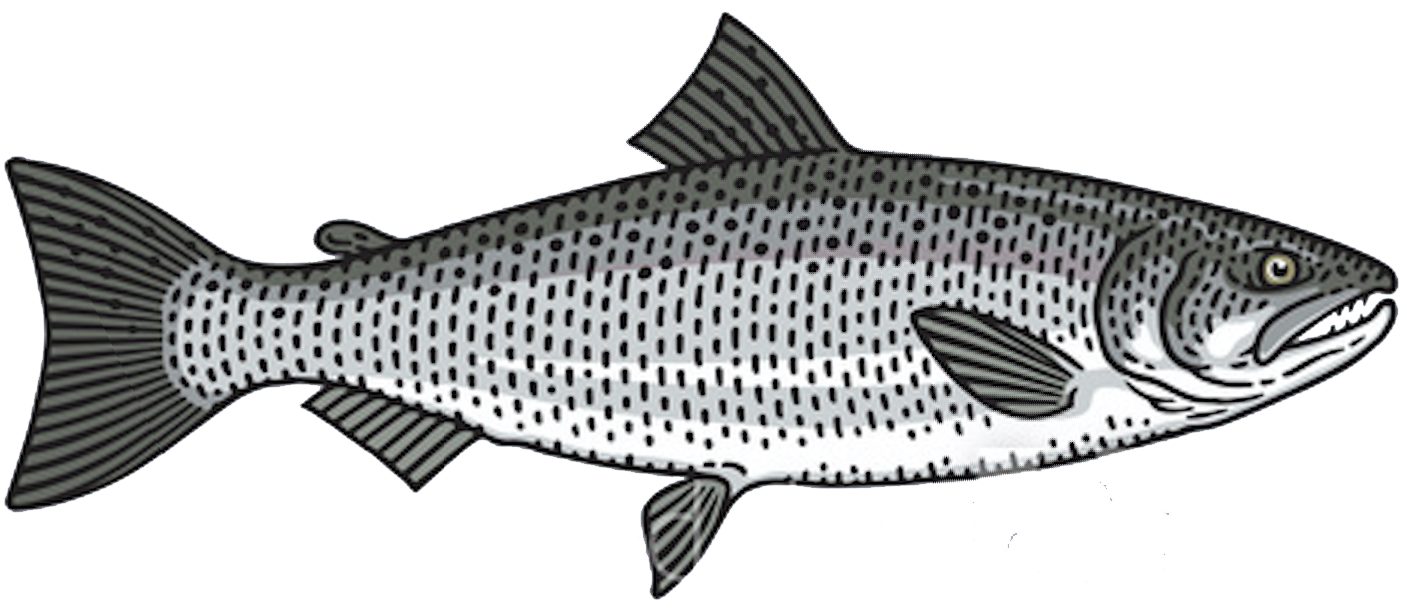 coho-silver-salmon-fish-toronto-fishing-charter